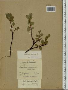 Salix reptans Rupr., Eastern Europe, Northern region (E1) (Russia)