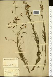 Adenophora stenanthina (Ledeb.) Kitag., Siberia, Central Siberia (S3) (Russia)