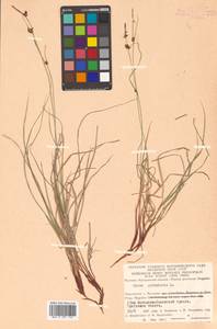 Carex globularis L., Siberia, Chukotka & Kamchatka (S7) (Russia)