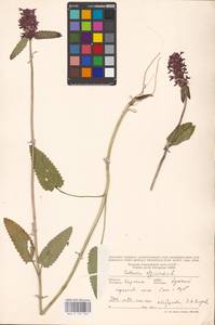 MHA 0 154 765, Betonica officinalis L., Eastern Europe, West Ukrainian region (E13) (Ukraine)