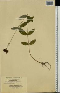 Hypericum montanum L., Eastern Europe, Western region (E3) (Russia)