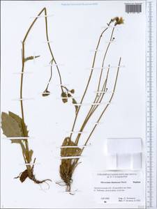 Hieracium diminuens (Norrl.) Norrl., Eastern Europe, Northern region (E1) (Russia)