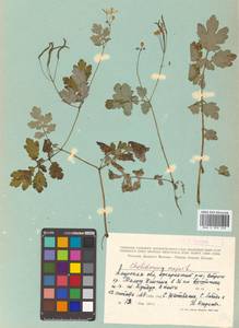 Chelidonium majus L., Siberia, Russian Far East (S6) (Russia)