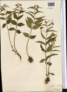 Vincetoxicum hirundinaria Medik., Middle Asia, Northern & Central Kazakhstan (M10) (Kazakhstan)