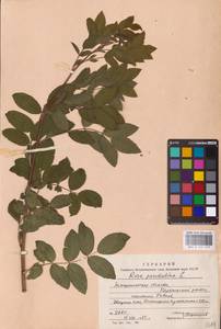 Rosa pendulina L., Eastern Europe, West Ukrainian region (E13) (Ukraine)