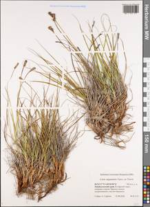 Carex argunensis Turcz. ex Trevir., Siberia, Baikal & Transbaikal region (S4) (Russia)