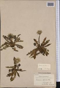 Taraxacum nivale Lange ex Kihlm., America (AMER) (Greenland)