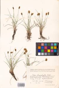 Carex stenophylla Wahlenb., Eastern Europe, Lower Volga region (E9) (Russia)