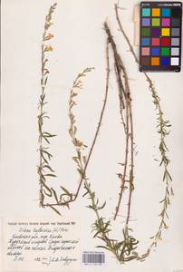 Silene tatarica (L.) Pers., Eastern Europe, North Ukrainian region (E11) (Ukraine)
