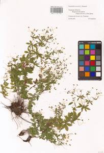 Potentilla erecta (L.) Raeusch., Eastern Europe, North-Western region (E2) (Russia)