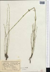 Equisetum ramosissimum Desf., Middle Asia, Kopet Dag, Badkhyz, Small & Great Balkhan (M1) (Turkmenistan)