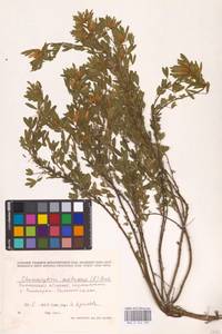 Chamaecytisus austriacus (L.) Link, Eastern Europe, South Ukrainian region (E12) (Ukraine)