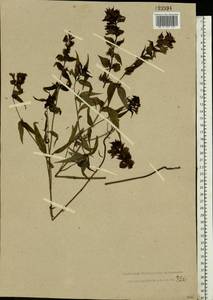 Melampyrum nemorosum L., Eastern Europe, Central forest region (E5) (Russia)