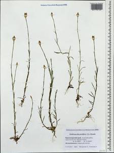 Petrorhagia prolifera (L.) P. W. Ball & Heywood, Caucasus, Krasnodar Krai & Adygea (K1a) (Russia)