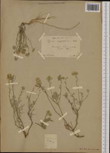 Odontarrhena serpyllifolia (Desf.) Jord. & Fourr., Western Europe (EUR) (Spain)