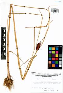 Typha laxmannii Lepech., Siberia, Baikal & Transbaikal region (S4) (Russia)