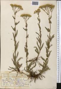 Achillea millefolium L., Middle Asia, Northern & Central Tian Shan (M4) (Kazakhstan)