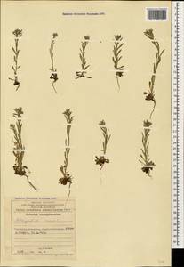 Buglossoides arvensis (L.) I.M.Johnst., Caucasus, Azerbaijan (K6) (Azerbaijan)