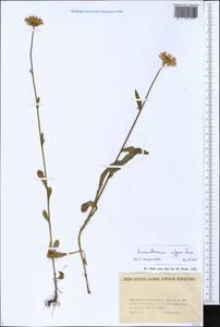 Leucanthemum vulgare Lam., Eastern Europe, North Ukrainian region (E11) (Ukraine)