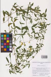Lathyrus pratensis L., Eastern Europe, Northern region (E1) (Russia)