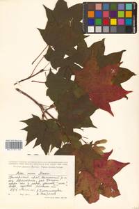 Acer pictum subsp. mono (Maxim.) H.Ohashi, Siberia, Russian Far East (S6) (Russia)
