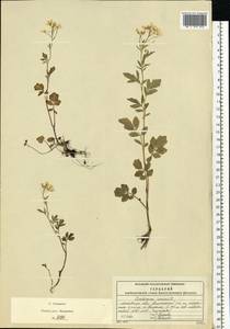 Cardamine amara L., Eastern Europe, Moscow region (E4a) (Russia)