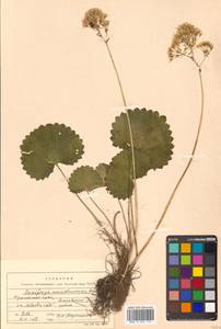 Micranthes manchuriensis (Engl.) Gornall & H. Ohba, Siberia, Russian Far East (S6) (Russia)