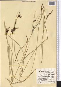 Carex songorica Kar. & Kir., Middle Asia, Northern & Central Tian Shan (M4) (Kyrgyzstan)