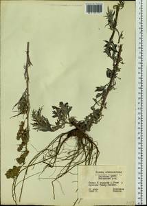 Artemisia vulgaris L., Siberia, Yakutia (S5) (Russia)