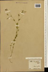 Lotus frondosus (Freyn) Kuprian., Caucasus, Armenia (K5) (Armenia)