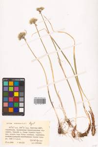 Allium maximowiczii Regel, Siberia, Yakutia (S5) (Russia)