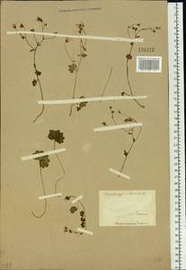 Saxifraga sibirica L., Siberia (no precise locality) (S0) (Russia)