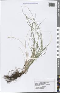 Carex spicata subsp. spicata, Eastern Europe, Middle Volga region (E8) (Russia)