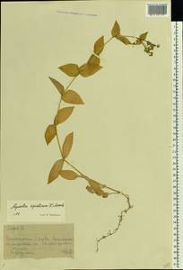 Stellaria aquatica (L.) Scop., Eastern Europe, Moscow region (E4a) (Russia)