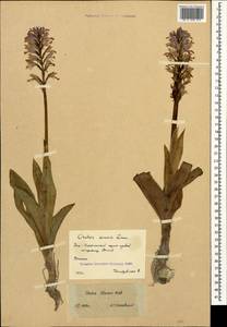 Orchis militaris subsp. stevenii (Rchb.f.) B.Baumann & al., Caucasus, South Ossetia (K4b) (South Ossetia)
