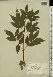 Fraxinus angustifolia subsp. oxycarpa (M.Bieb. ex Willd.) Franco & Rocha Afonso, Eastern Europe, Lower Volga region (E9) (Russia)