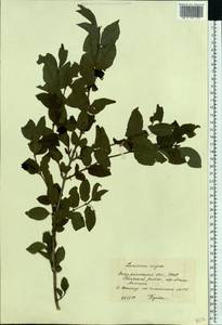 Lonicera nigra L., Eastern Europe, West Ukrainian region (E13) (Ukraine)