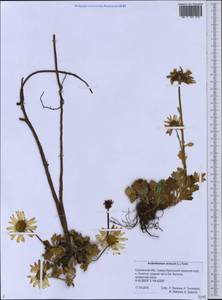 Arctanthemum arcticum (L.) Tzvelev, Siberia, Russian Far East (S6) (Russia)