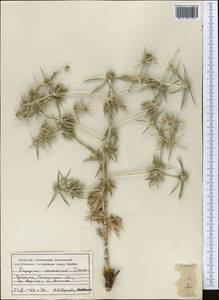 Eryngium caeruleum M.Bieb., Middle Asia, Pamir & Pamiro-Alai (M2) (Uzbekistan)