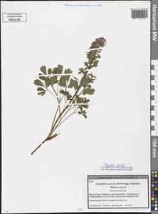 Corydalis solida (L.) Clairv., Eastern Europe, Belarus (E3a) (Belarus)