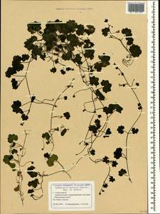 Cymbalaria muralis P. Gaertn., B. Mey. & Scherb., Crimea (KRYM) (Russia)