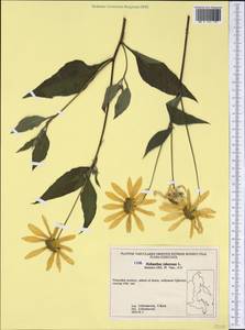 Helianthus tuberosus L., Siberia, Russian Far East (S6) (Russia)