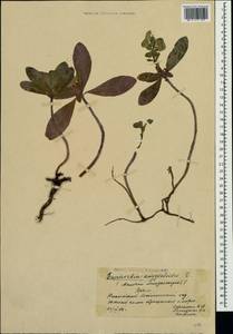 Euphorbia amygdaloides L., Crimea (KRYM) (Russia)