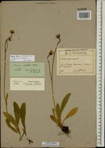 Pilosella flagellaris (Willd.) Arv.-Touv., Eastern Europe, Central region (E4) (Russia)