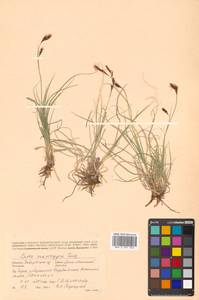 Carex petricosa var. petricosa, Siberia, Russian Far East (S6) (Russia)