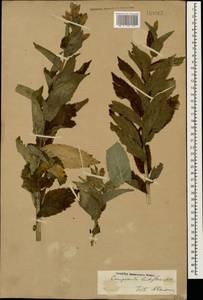 Campanula lactiflora M.Bieb., Caucasus (no precise locality) (K0)