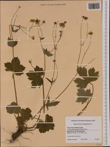 Ranunculus lanuginosus L., Western Europe (EUR) (Montenegro)