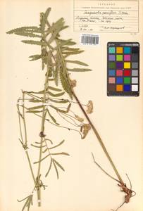 Poterium tenuifolium var. alba (Trautv. & C. A. Mey.), Siberia, Russian Far East (S6) (Russia)