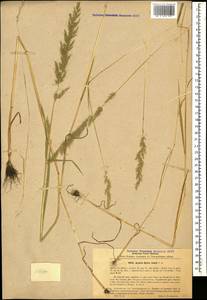 Apera spica-venti (L.) P.Beauv., Caucasus, Armenia (K5) (Armenia)