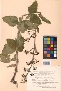 MHA 0 159 664, Scrophularia scopolii Hoppe, Eastern Europe, West Ukrainian region (E13) (Ukraine)